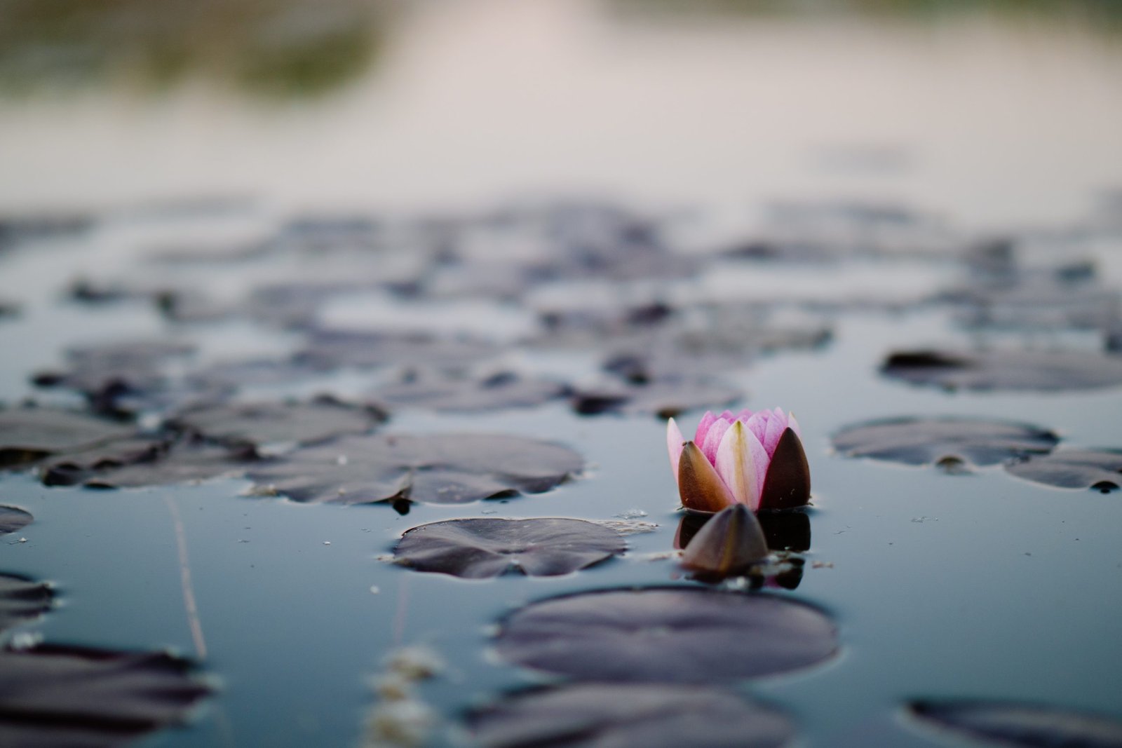 Carlos de miguel kq2wv3wpryu unsplash