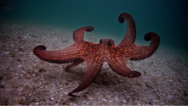 Octopus Teacher
